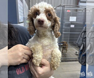 Mutt Dogs for adoption in Washington, DC, USA