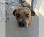 Small #2 Mutt