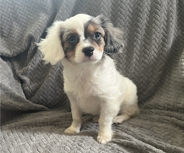 Medium Photo #2 Chilier Puppy For Sale in KALONA, IA, USA