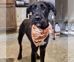Small Labrador Retriever Mix