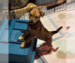 Small #2 Chihuahua Mix