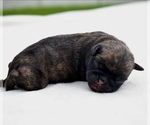 Small #1 Pug