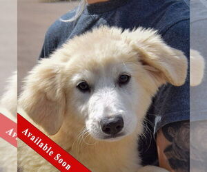 Great Pyrenees Dogs for adoption in Huntley, IL, USA