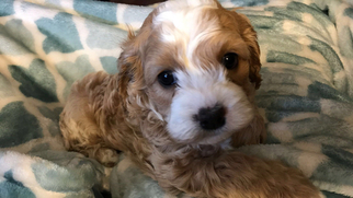 Cockapoo Puppy for sale in RAINSVILLE, AL, USA
