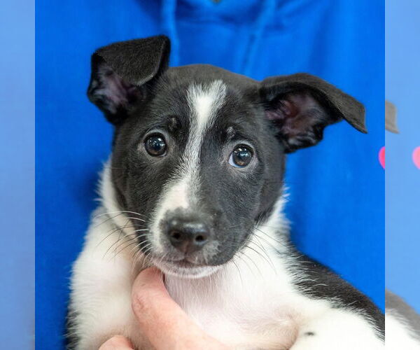 Medium Photo #2 Mutt Puppy For Sale in Mundelein, IL, USA