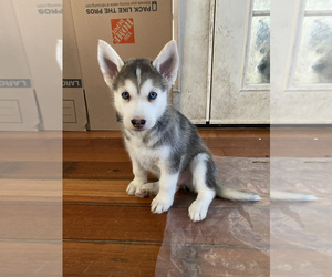 Alaskan Husky-German Shepherd Dog Mix Puppy for sale in SAN LORENZO, CA, USA