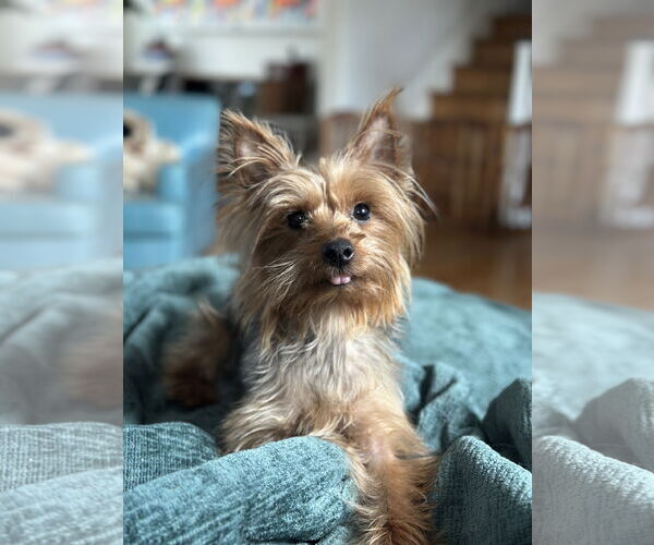 Medium Photo #11 Mutt Puppy For Sale in Allentown,, PA, USA