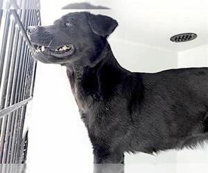 Labrador Retriever-Unknown Mix Dogs for adoption in Houston, TX, USA