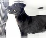 Small Labrador Retriever Mix