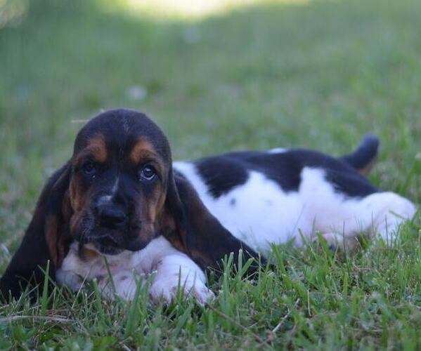 Medium Photo #4 Basset Hound Puppy For Sale in ORRVILLE, OH, USA