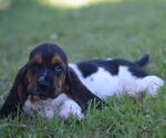 Small Photo #5 Basset Hound Puppy For Sale in ORRVILLE, OH, USA