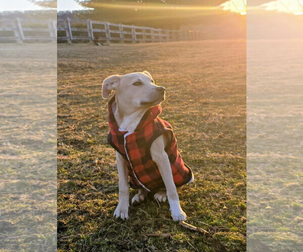 Medium Photo #6 Labrador Retriever-Unknown Mix Puppy For Sale in Sykesville, MD, USA