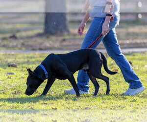 Dante - Male American Pit Bull Terrier-German Shepherd Dog Mix Dog for Adoption - Photo #7