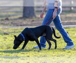 Small Photo #7 American Pit Bull Terrier-German Shepherd Dog Mix Puppy For Sale in Munford, TN, USA