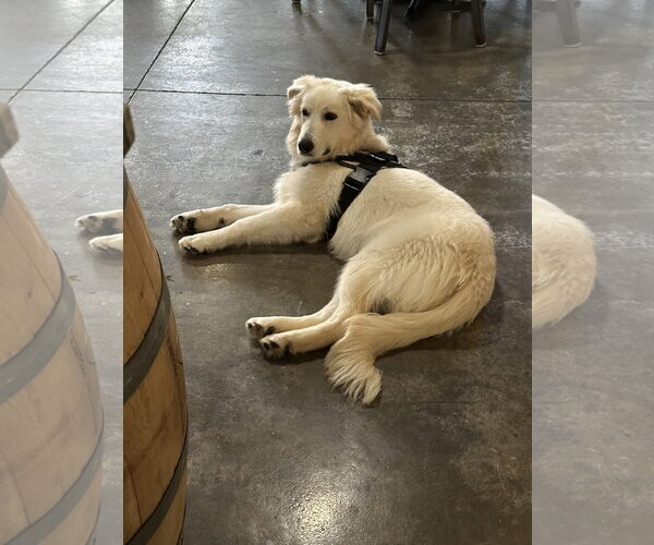 Medium Photo #2 Great Pyrenees-Unknown Mix Puppy For Sale in Dallas, TX, USA