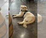 Small #1 Great Pyrenees Mix