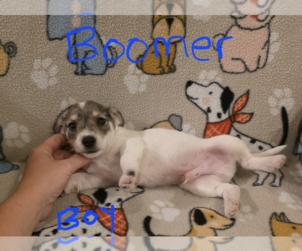 Medium Photo #9 Chizer Puppy For Sale in MONTEZUMA, GA, USA