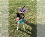 Small #4 Treeing Walker Coonhound Mix