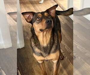 Buster Brown - Male Mutt Dog for Adoption - Photo #3