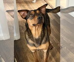 Small #2 Mutt