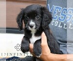 Small #4 Cavalier King Charles Spaniel-Goldendoodle Mix
