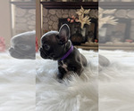 Small Photo #5 French Bulldog Puppy For Sale in CHINO HILLS, CA, USA