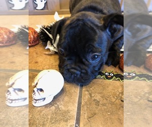 French Bulldog Puppy for sale in GRAND JUNCTION, CO, USA