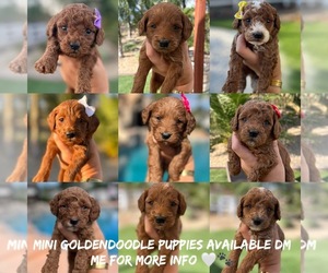 Goldendoodle (Miniature) Puppy for sale in MENIFEE, CA, USA