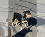 Small Miniature Pinscher