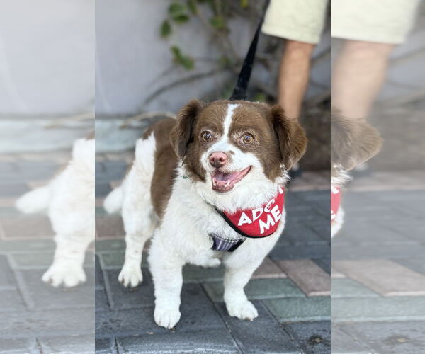Medium Photo #8 Cavapom Puppy For Sale in Mission Viejo, CA, USA