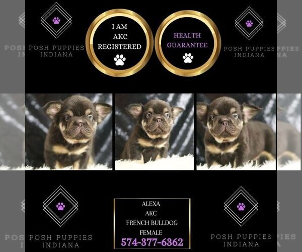 Medium Photo #3 French Bulldog Puppy For Sale in WARSAW, IN, USA