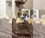 Small Photo #38 Australian Shepherd Puppy For Sale in LEXINGTON, SC, USA