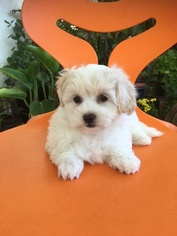 Mal-Shi Puppy for sale in LOS ANGELES, CA, USA