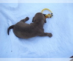Small Photo #5 Dachshund Puppy For Sale in CHOCTAW, OK, USA