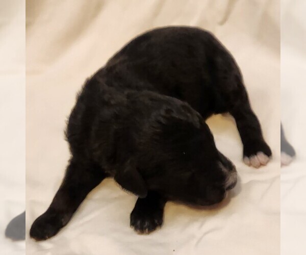 Medium Photo #7 F2 Aussiedoodle Puppy For Sale in COLUMBIA, TN, USA