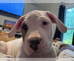Small #2 Mutt