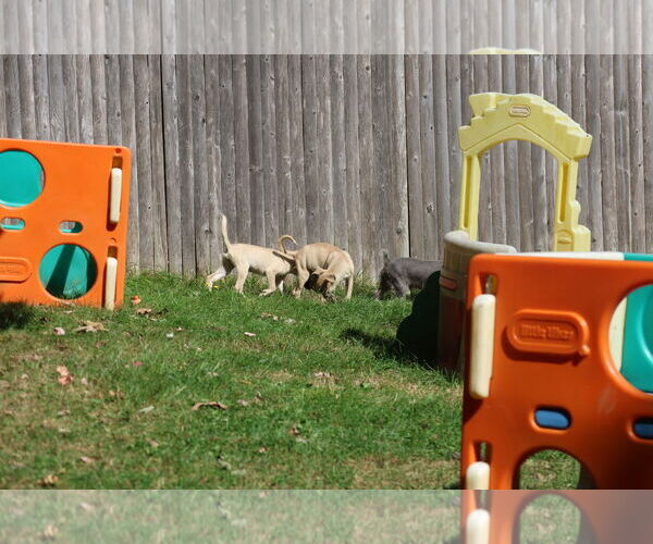 Medium Photo #21 Labrador Retriever-Unknown Mix Puppy For Sale in Sebec, ME, USA
