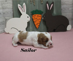 Small #9 Cavalier King Charles Spaniel