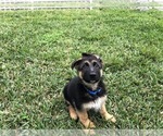 Small Photo #3 German Shepherd Dog Puppy For Sale in HIALEAH, FL, USA