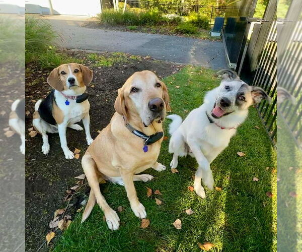 Medium Photo #16 Anatolian Shepherd-Unknown Mix Puppy For Sale in Canton, CT, USA