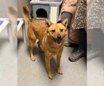 Small #4 Shiba Inu-pomeranian spitz Mix