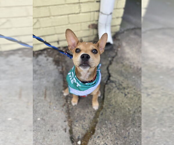 Medium Photo #27 Boston Terrier-Unknown Mix Puppy For Sale in Shermans Dale, PA, USA