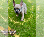 Small #10 French Bulldog