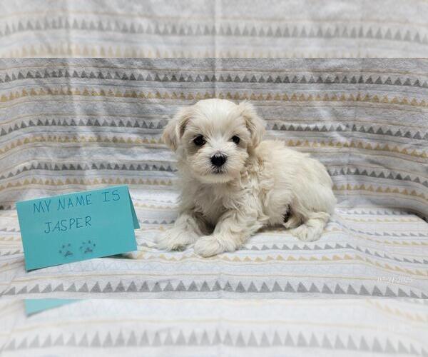 Medium Photo #9 Maltipoo Puppy For Sale in BROOKFIELD, MO, USA