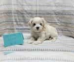 Small #8 Maltipoo