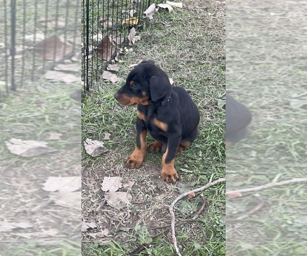 Medium Photo #3 Doberman Pinscher Puppy For Sale in QUINLAN, TX, USA