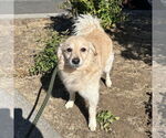 Small #1 Spaniel Mix