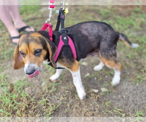 Lucy-loo - Female Beagle Dog for Adoption - Photo #9