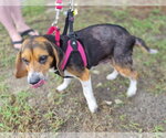 Small Photo #9 Beagle Puppy For Sale in Dunnellon, FL, USA