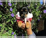 Small Photo #1 Chihuahua-Unknown Mix Puppy For Sale in San Diego, CA, USA